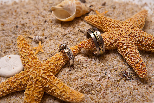 obraczki rozgwiazdy piasek morski